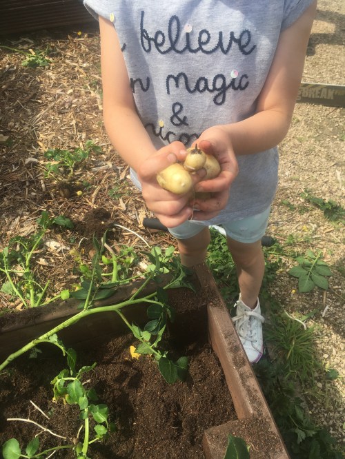 spuds for buddies paisley potato harvesting june 2020