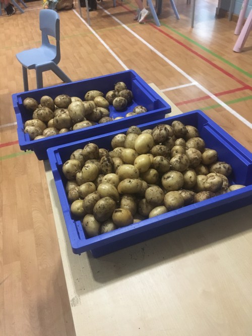 spuds for buddies paisley potatoes in tray june 2020